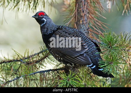 Spruce Grouse in un pino Foto Stock