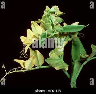 Piselli gialli top virus PTYV sintomi su foglie di piselli Foto Stock