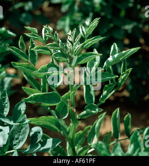 PTYV Piselli gialli top virus su Vicia pianta di fagiolo Foto Stock