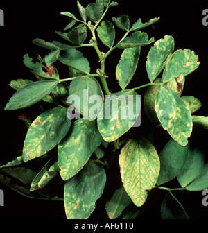 PTYV Piselli gialli top virus su fava Vicia faba Foto Stock