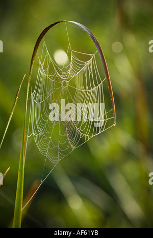 Coperti di rugiada spider web luccica in mattina presto luce, Anihinga Trail, Everglades National Park, Florida. Foto Stock