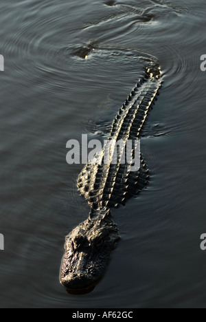 A malapena a fare un ripple, un coccodrillo americano crociere sulla soleggiata stagno, Everglades National Park, Florida. Foto Stock