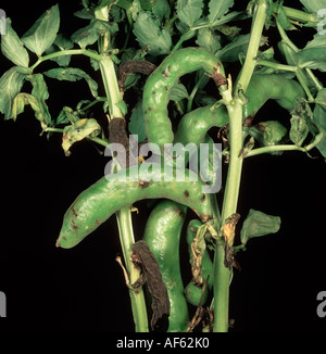 Il segnale di PEA enation mosaic virus PEMV danni a Vicia Fagioli baccelli Foto Stock