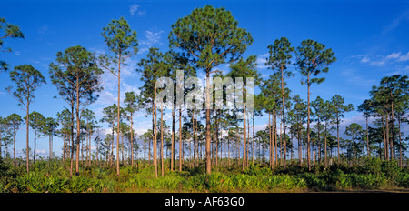 Parco nazionale delle Everglades rimrock pineta comunità a lungo il tasto di pino, slash pine stand contro il cielo blu, Florida. Foto Stock