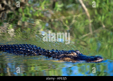 Il coccodrillo americano tranquillamente nuota attraverso il riflesso del cielo e vegittion, Anihinga Trail, Everglades National Park, Florida. Foto Stock