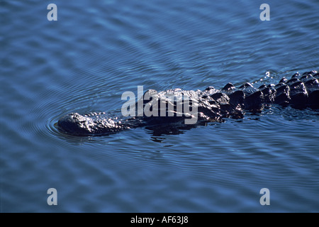 Il coccodrillo americano tranquillamente nuota attraverso blue pond acque, Anihinga Trail, Everglades National Park, Florida. Foto Stock