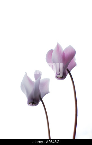 Due fiori di ciclamino contro uno sfondo bianco Foto Stock