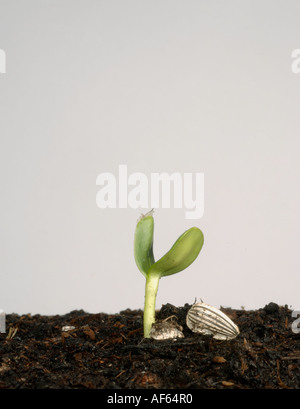 Serie di plantule di germinazione di semi di girasole numero 3 cotiledoni espandendo il rivestimento del seme caduto Foto Stock