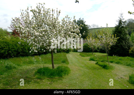 Scoperta melo in piena fioritura erba alta prati con percorsi falciati in un paese giardino Foto Stock