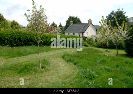 L'albero di mele e le ciliegie di Granny Smith in prati di erba piena fiorita con sentieri falciati in un giardino di campagna Foto Stock