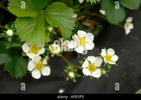 Piante di fragola in fiore nero con rivestimento in tessuto mulching per impedire la concorrenza di erbaccia Foto Stock