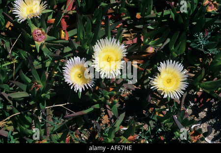 Hottentot fig Carpobrotus edulis fioritura Mallorca Foto Stock