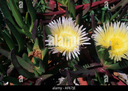 Hottentot fig Carpobrotus edulis fioritura Mallorca Foto Stock