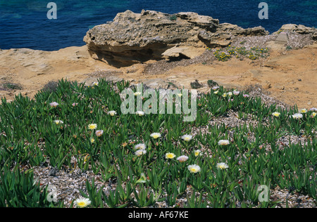 Hottentot fig Carpobrotus edulis fioritura Mallorca Foto Stock