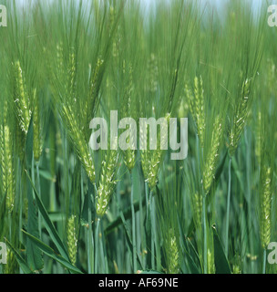 Fioritura di orzo orecchie un buon raccolto contro il cielo blu Foto Stock