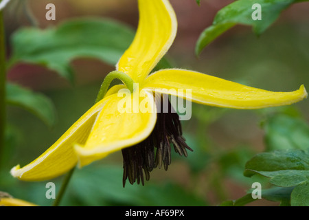 Fiore del Clematis Foto Stock