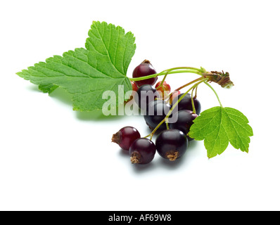 Ribes nero Foto Stock