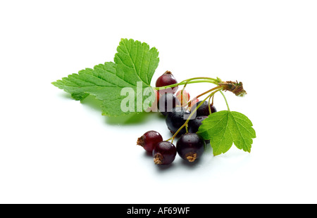 Ribes nero Foto Stock