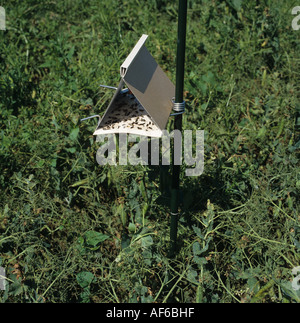 Feromone trappola per il segnale di PEA moth Cydia nigricana maschi in una coltura di piselli Foto Stock