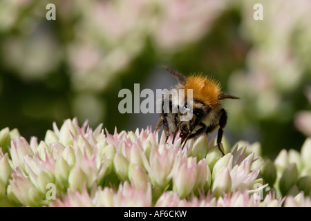 Bumble Bee o carda comune bee (Bombus agrorum) su stonecrop Foto Stock