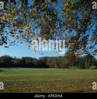 View of young winter wheat crop in autumn framed by autumnal beech foliage Foto Stock