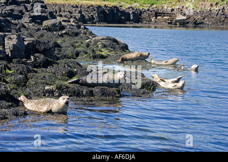 Comune o le guarnizioni di tenuta del porto Phoca vitulina sole spento Isle of Mull Scotland Regno Unito Foto Stock