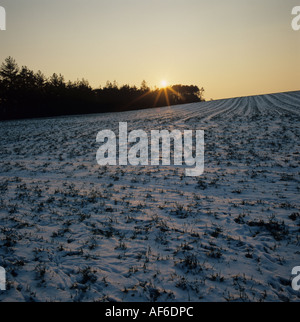 Piantina del grano luce sotto il manto di neve con il sole che tramonta su un pomeriggio invernale Foto Stock