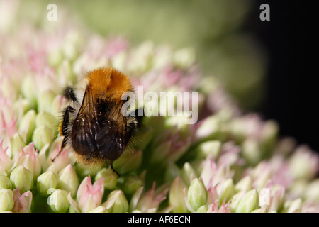 Bumble Bee o carda comune bee (Bombus agrorum) su stonecrop Foto Stock