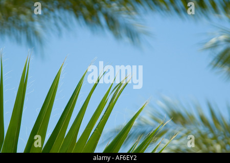 Orizzontale di chiusura del grande feathery foglie di palme [Arecaceae o Palmae] contro un luminoso cielo blu. Foto Stock