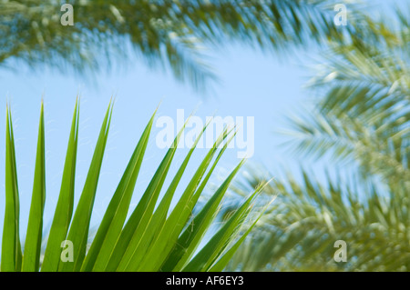 Orizzontale di chiusura del grande feathery foglie di palme [Arecaceae o Palmae] contro un luminoso cielo blu. Foto Stock