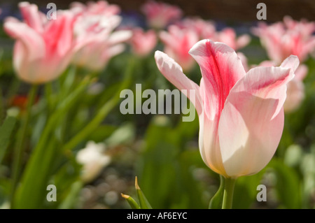 Chiudere orizzontale di alti tulipani rosa in un letto di fiori in un giardino inglese. Foto Stock