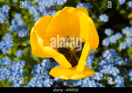 Orizzontale di vista in elevazione di un giallo brillante tulip in un letto floreale di piccoli fiori blu. Foto Stock