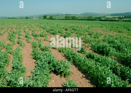 Il segnale di PEA raccolto in fiore gravemente danneggiati dal nodo radice nematode Meloidogyne hapla Foto Stock