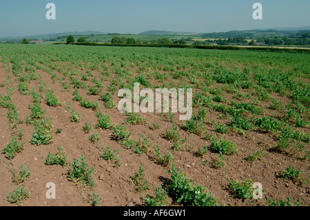 Il segnale di PEA raccolto in fiore gravemente danneggiati dal nodo radice nematode Meloidogyne hapla Foto Stock