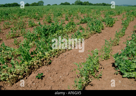 Il segnale di PEA raccolto in fiore gravemente danneggiati dal nodo radice nematode Meloidogyne hapla Foto Stock