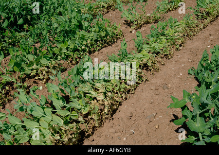 Il segnale di PEA raccolto in fiore gravemente danneggiati dal nodo radice nematode Meloidogyne hapla Foto Stock