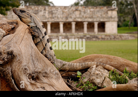 Iguana sul registro di grandi dimensioni con tempio Maya in background, rovine di Uxmal, Yucatan, Messico Foto Stock