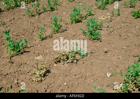 Il segnale di PEA raccolto in fiore gravemente danneggiati dal nodo radice nematode Meloidogyne hapla Foto Stock