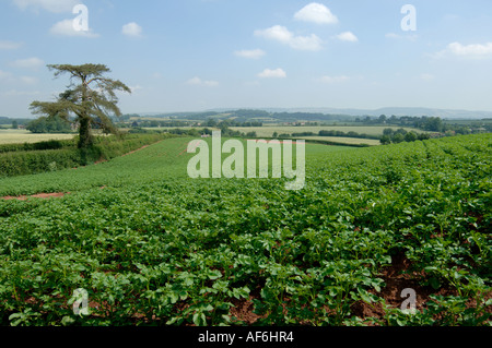 Il raccolto di patate nel Somerset farmland sotto le colline di Quantock Foto Stock