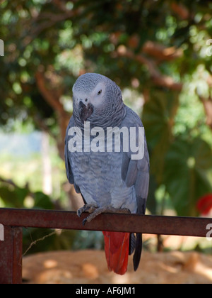 Congo pappagallo grigio africano Foto Stock