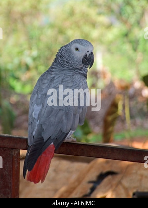 Congo pappagallo grigio africano Foto Stock