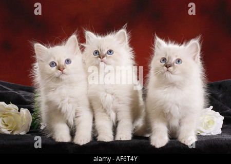 Tre gatti Sacri di Birmania gattini - seduta Foto Stock