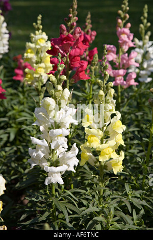 Colori misti di bocca di leone Antirrhinum majus Wales UK Foto Stock