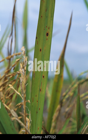 Macchia marrone scuro, Cocxhliobolus miyabeanus, sul riso flagleaf Thailandia Foto Stock