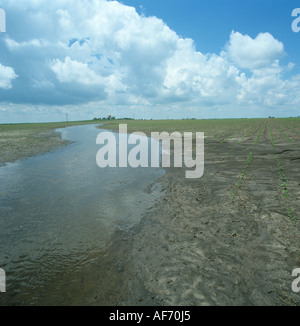 Flusso rigonfiato traboccante dopo alluvione e in esecuzione attraverso emergente di mais o granoturco raccolto Foto Stock