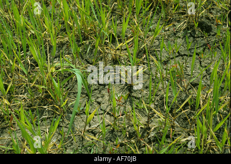 Giovani piante di orzo in spaccata e il terreno asciutto dopo waterlogging Foto Stock