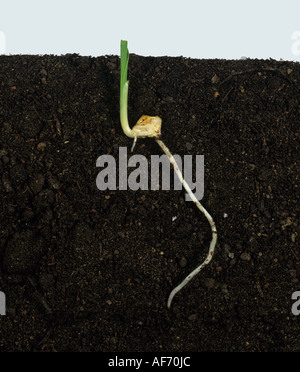 Campione di una germinazione di mais o granoturco piantina Foto Stock