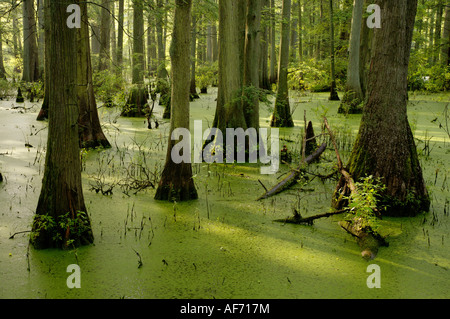 Cipressi nella palude riempito con colore verde brillante di lenticchie d'acqua Heron Pond Cache stato Fiume Area Naturale Foto Stock