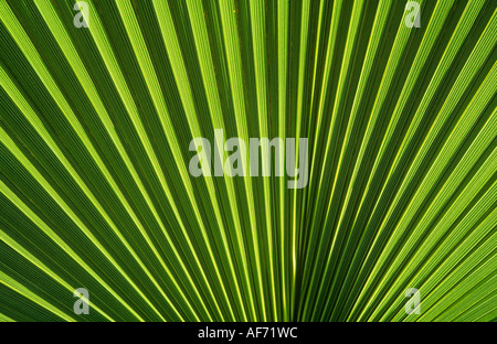 Di foglie di palma con illuminazione posteriore Foto Stock