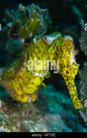 Un Cavalluccio Marino Longsnout su una scogliera in Little Cayman Foto Stock